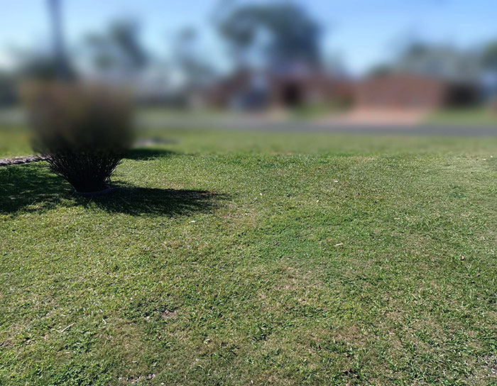 Landlord Says My Lawn Doesn't Pass Inspection