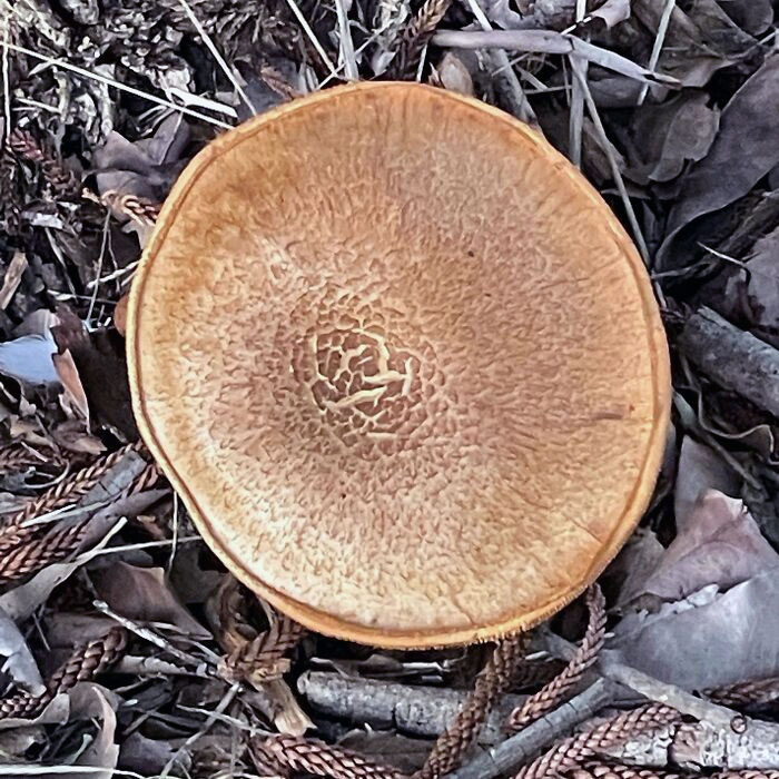 You Can Grow Pancakes?