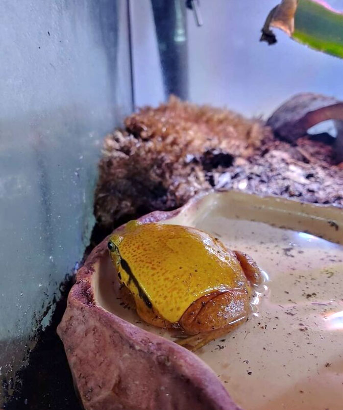 Mesero, el queso se está moviendo