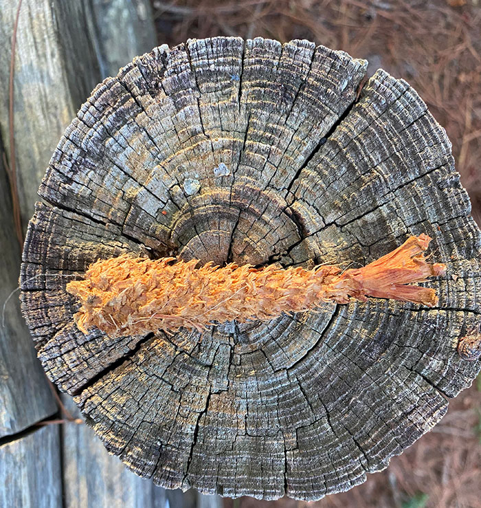 Esta piña parece un camarón en tempura 