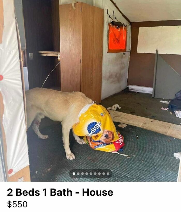 You'd Have To Be "Barking" To Miss Out On This Deal, Eh Readers?