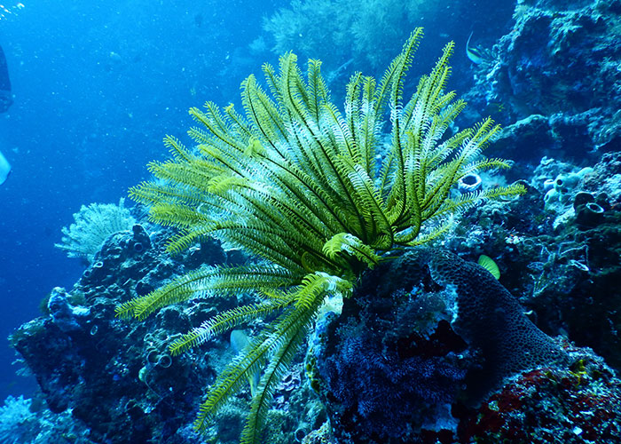 Underwater scene with vibrant coral and marine life, illustrating one of the unique college courses you probably never knew existed