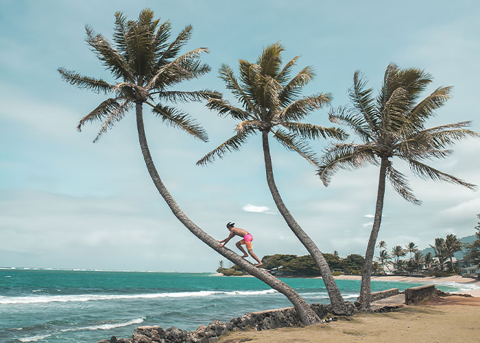 Person climbing a palm tree on a tropical beach, representing unique and unusual college courses idea.