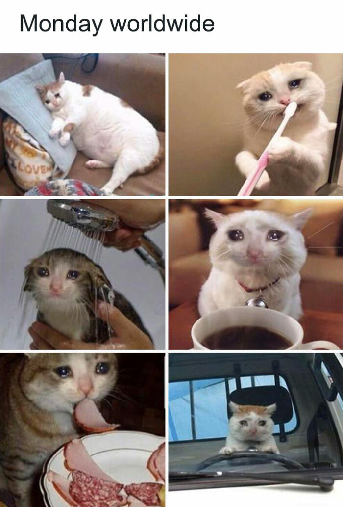 Funny Monday memes featuring cats in various miserable situations, like brushing teeth and driving.
