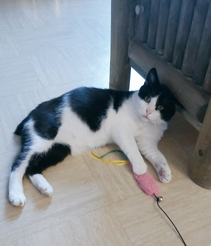 Lost His Tail But Won My Heart