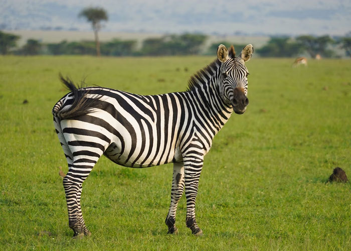 “Cases And Cases Of Gummy Bears In His Basement”: 30 Of The Wildest Things People Have Seen While Working For The Ultra Wealthy