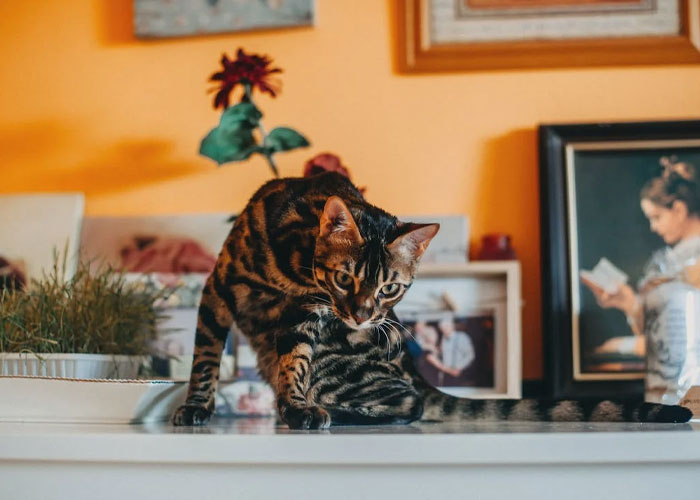 “Cases And Cases Of Gummy Bears In His Basement”: 30 Of The Wildest Things People Have Seen While Working For The Ultra Wealthy