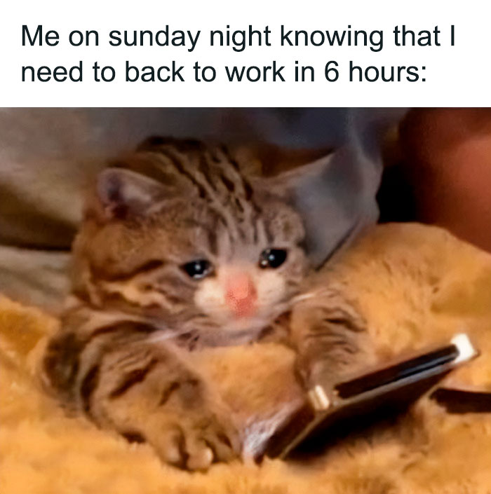 Cute cat holding a phone, looking sad with text about returning to work soon, capturing witty weekend meme vibes.