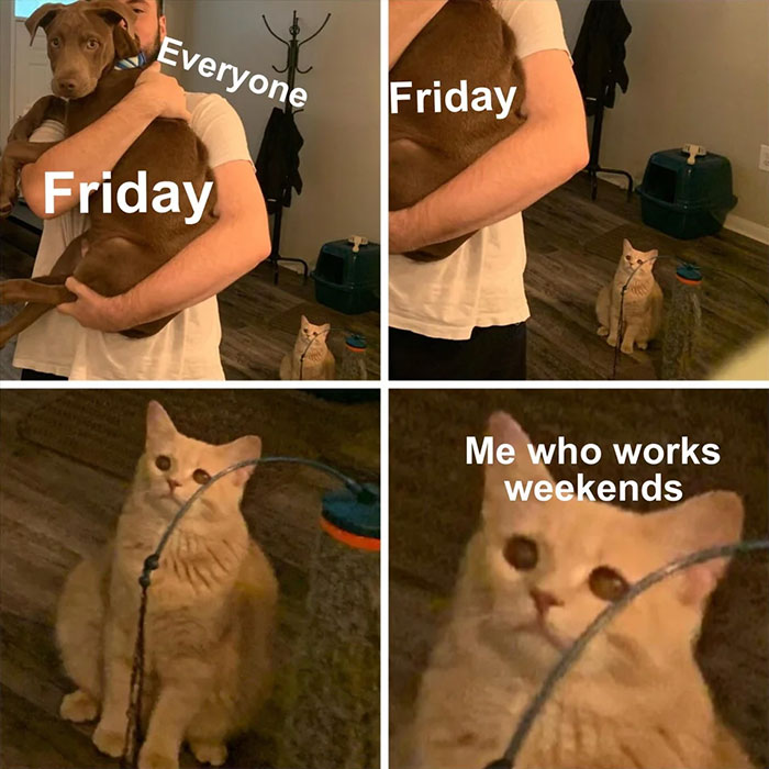 Cat looks unimpressed as dog is embraced joyfully, capturing the essence of smart weekend memes about working weekends.