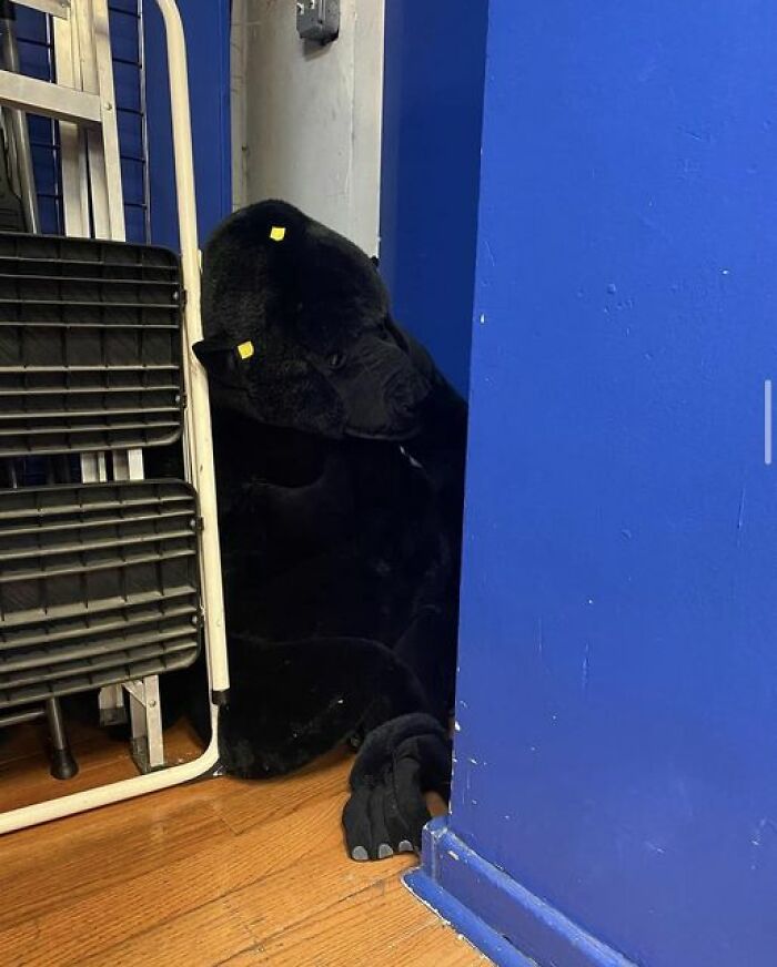 Weird-Secondhand-Finds-Pictures