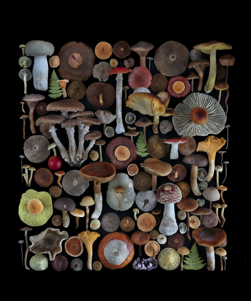 Celebrating Nature's Masterpiece: Stunning Mushroom Flatlays Curated Straight From The Woods By Moritz Schmid