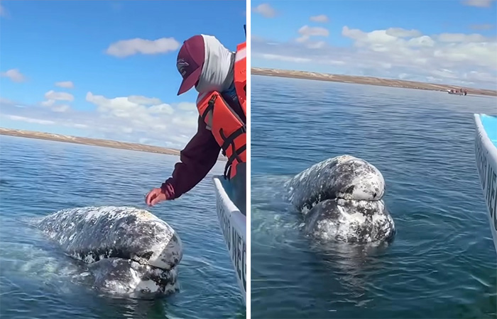 Este video capta el increíble momento en que una ballena se acerca a un barco con una inusual petición
