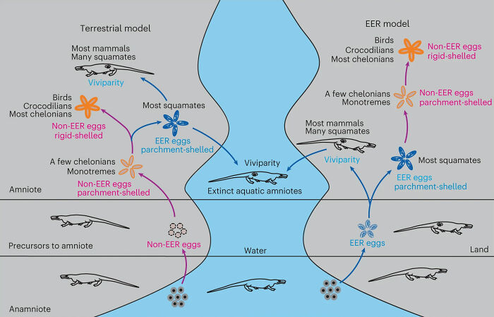 Thank You, Science: The Eternal Question, “What Came First, The Chicken Or The Egg?” Is Finally Answered Thank You, Science: The Eternal Question, “What Came First, The Chicken Or The Egg?” Is Finally Answered