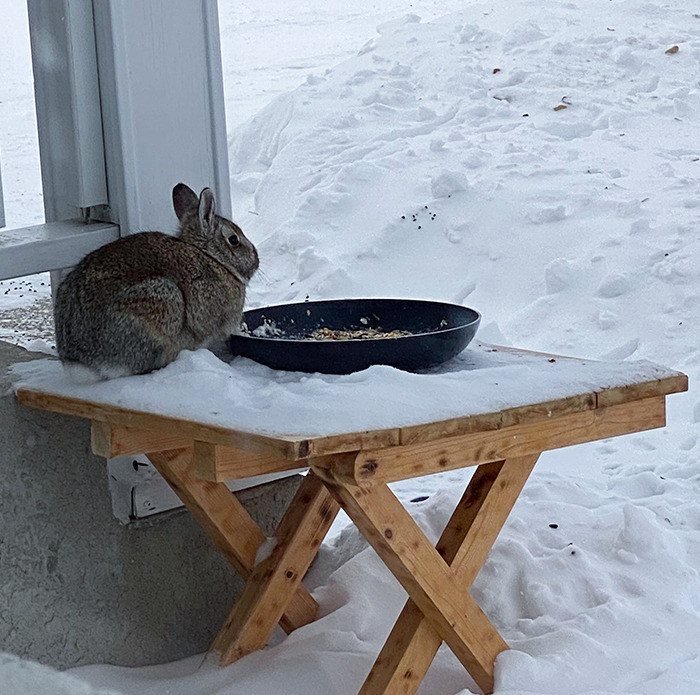 Need Help Identifying New Bird At A Bird Feeder. Wrong Answers Only