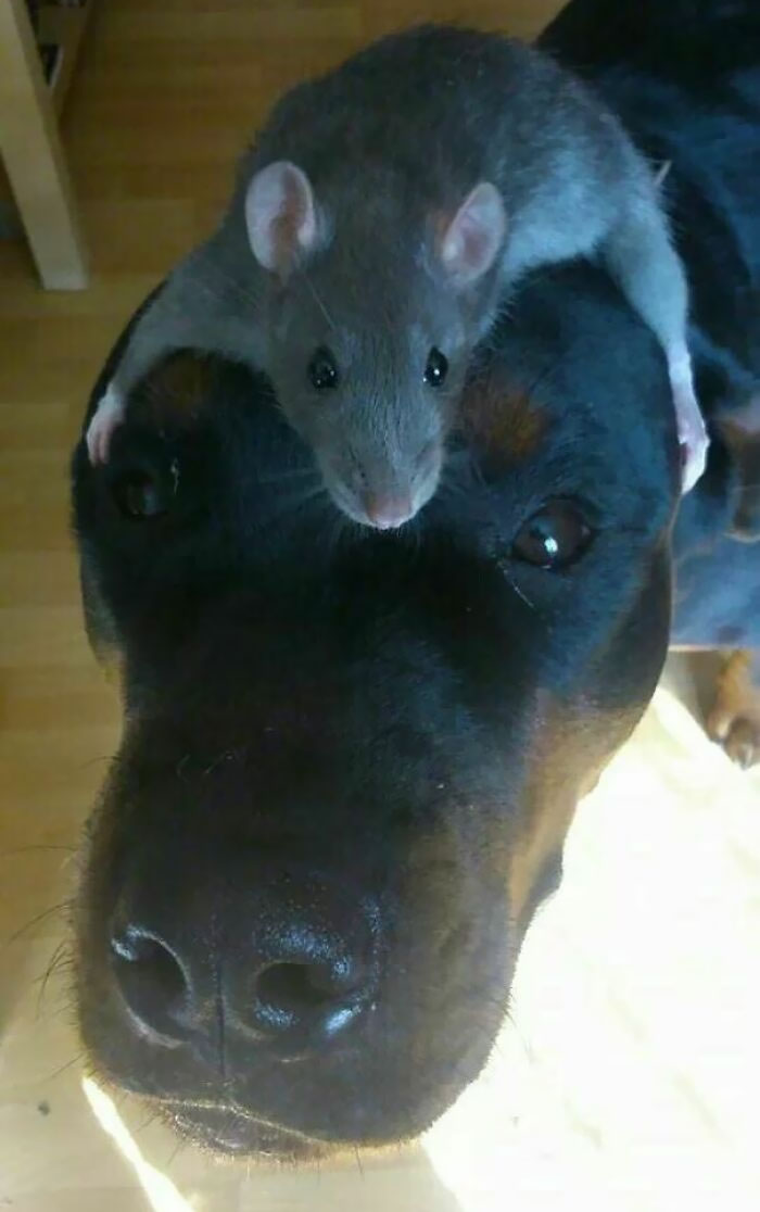 He Has His Thinking Rat On