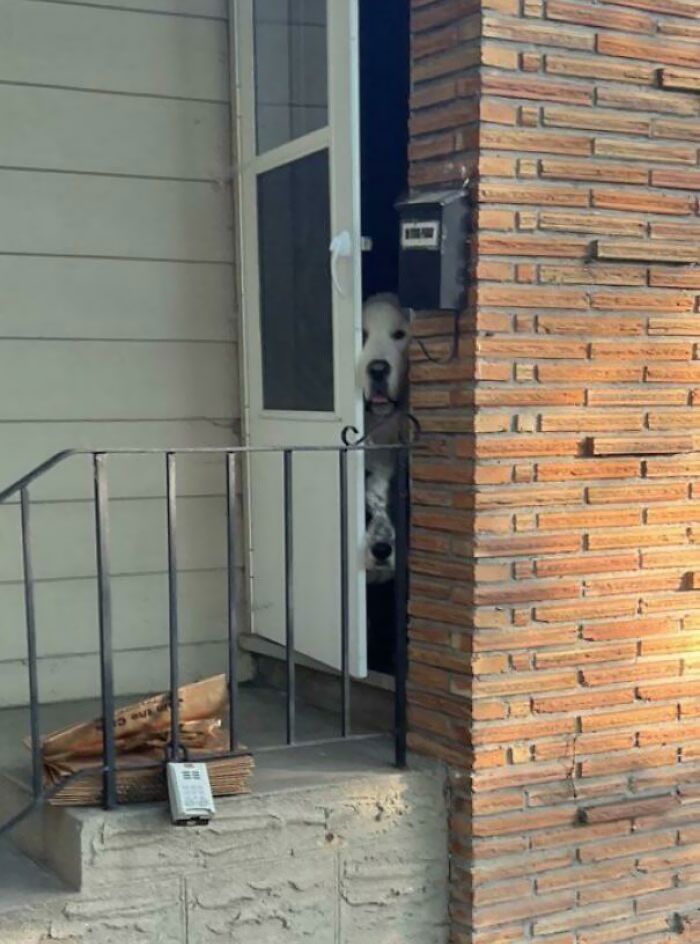 This Is How I’m Greeted Every Day After Work. Instantly The Stress Melts Away