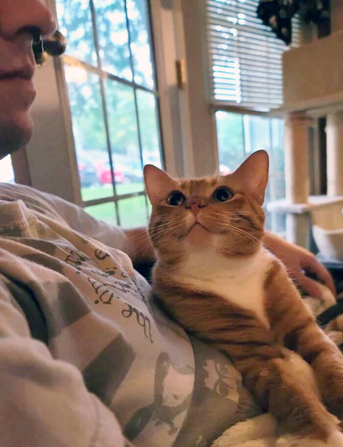 How My Cat Looks At My Boyfriend