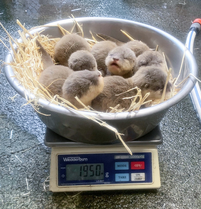 Baby Otters