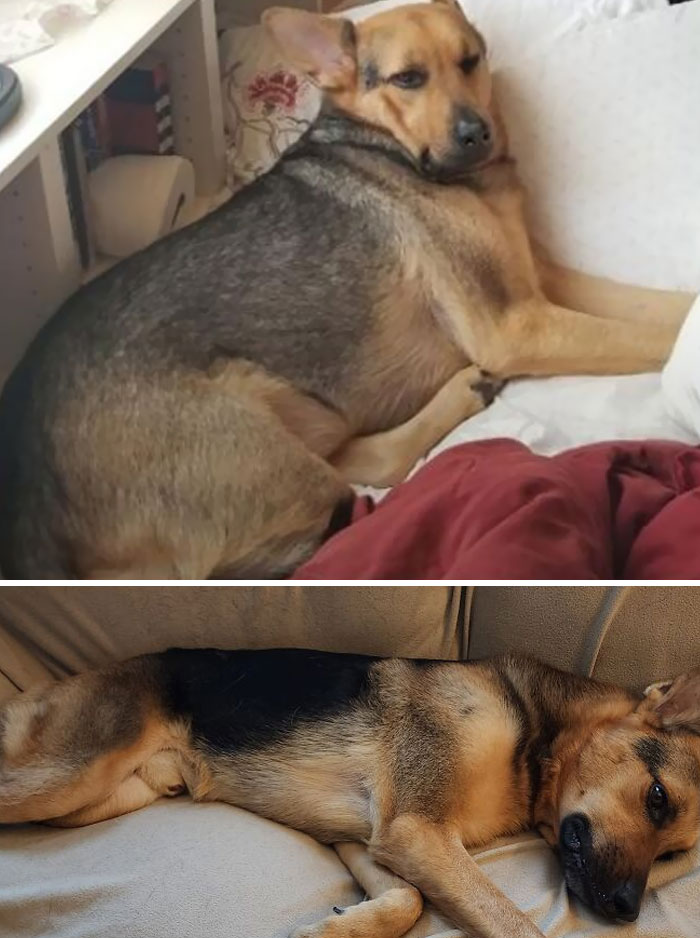 The Veterinarian Said He Needed To Lose Weight. I Present To You, Dechonkified Chester. He Didn't Like The Journey But Never Takes Food For Granted After The Diet