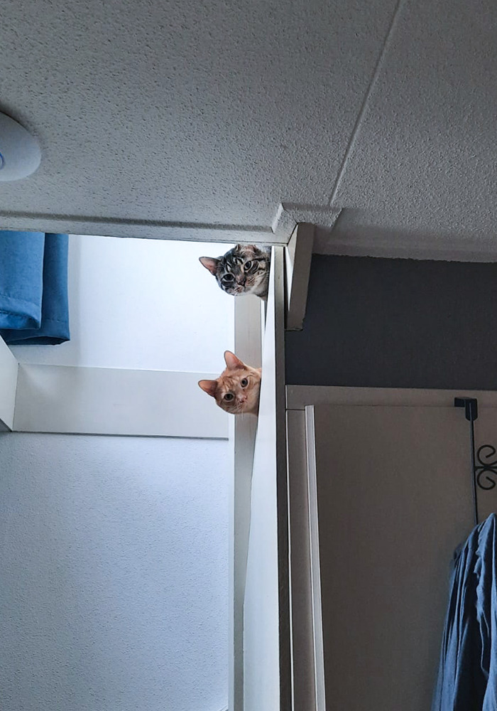 I Am Away For The Week And Our Pet-Sitter Sent Me This