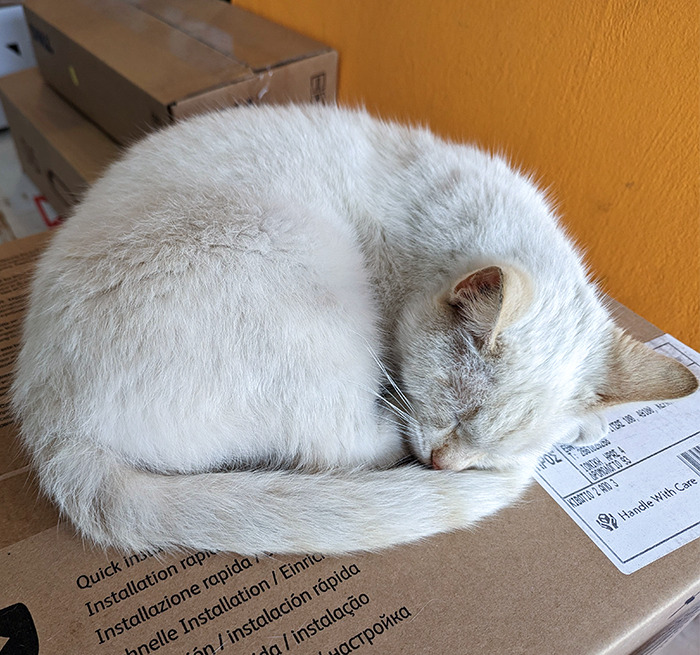 Been Feeding A Stray Cat For A Few Days, And Today I Let Her In The Shop Because Of The Rain. He Immediately Felt Like Home, So I Decided To Let Him Stay In His New Home