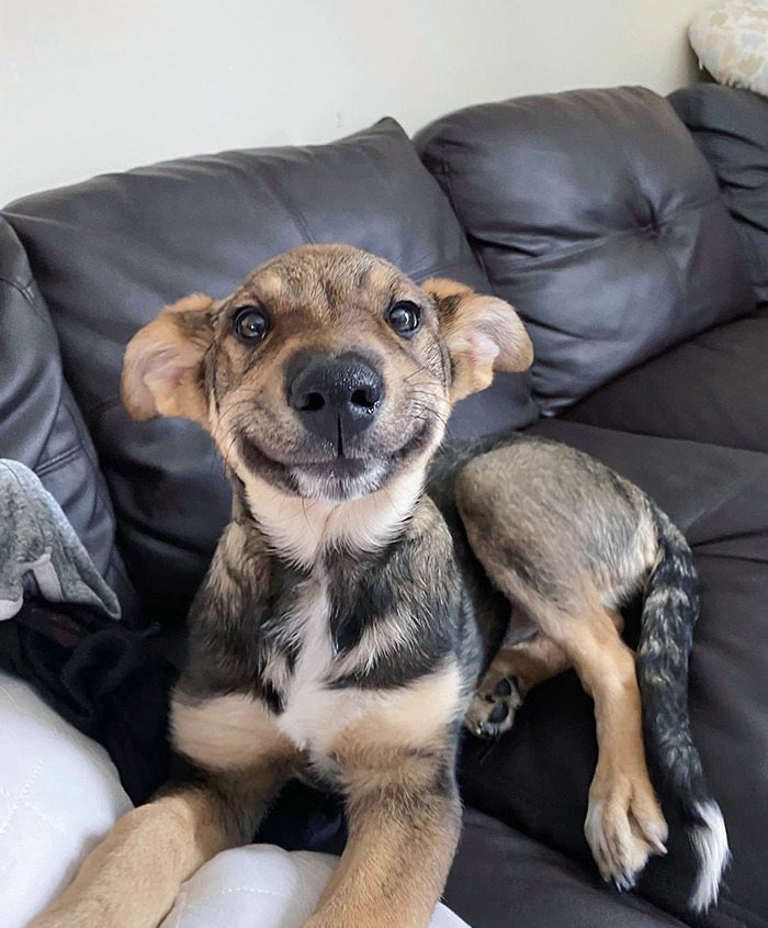 This Is Luna. She's Not Usually Allowed On The Couch, But There Are Bigger Problems In The World, So She'll Be Right Here If You Need Her