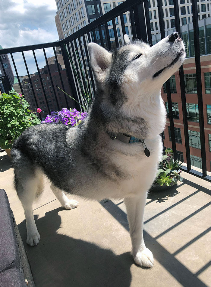 King Of The Tripods. And This Household