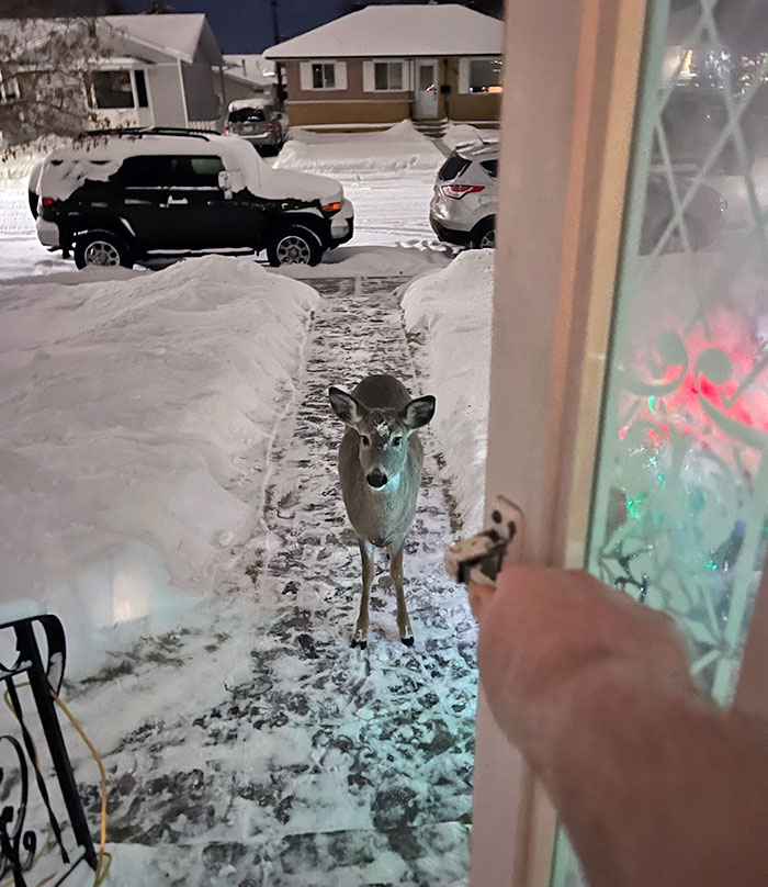 Christmas Eve Visitor