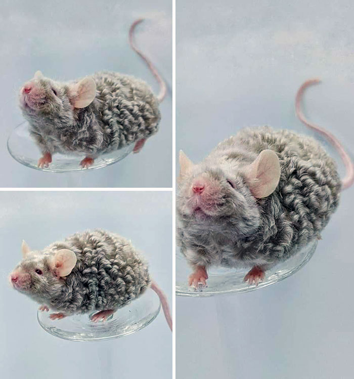 This Cute Mouse