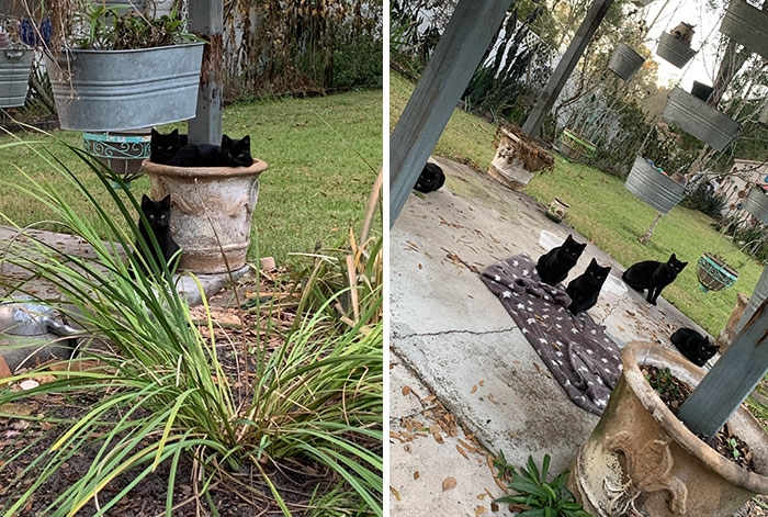 A Few Weeks Ago We Found A Family Of 6 Living In Our Backyard