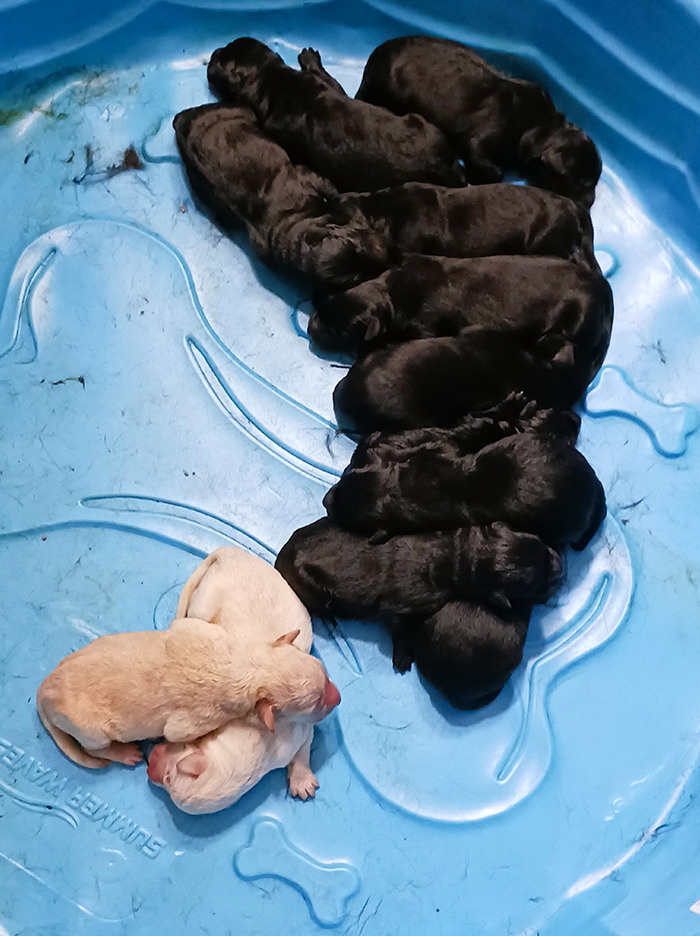 12 Freshly Baked Puppies 