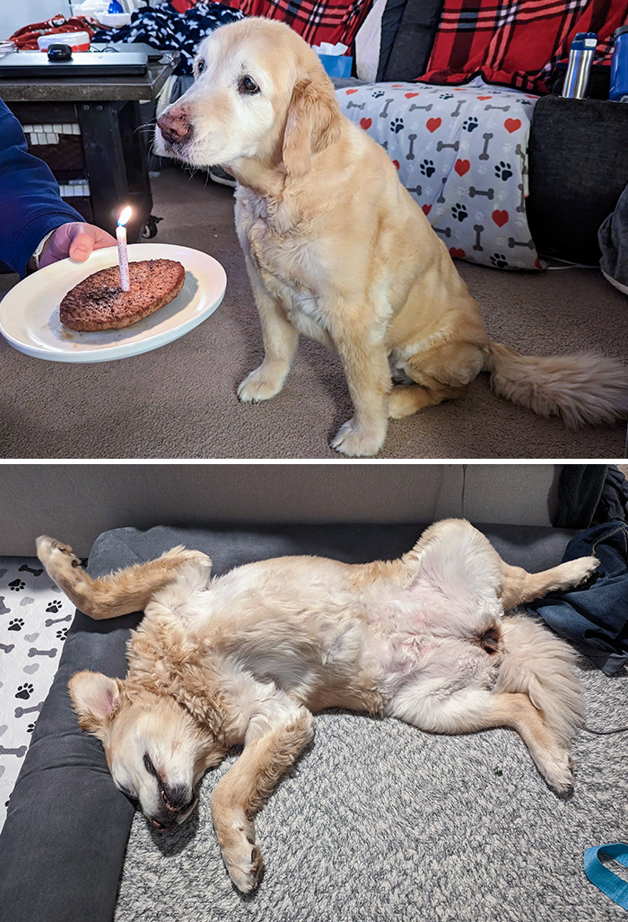 A Very Happy 14th Birthday To My Biggest Puppy, Bailey