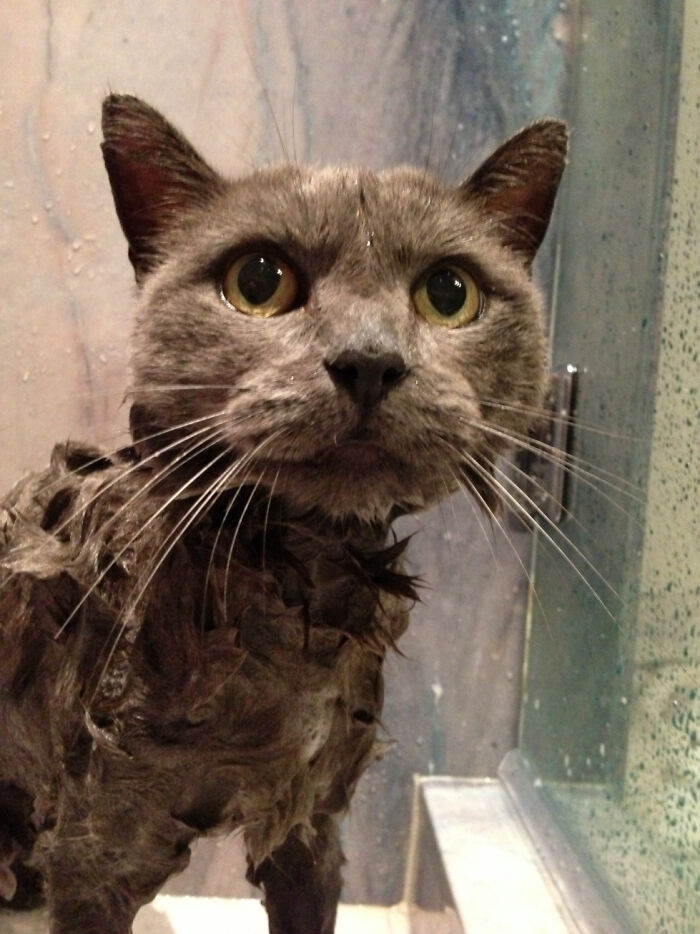 "The Kids Said That 'Shower Selfies' Are All The Rage These Days, But I'm Not Really Seeing The Appeal, Personally." -Wintressia (1998-2018)