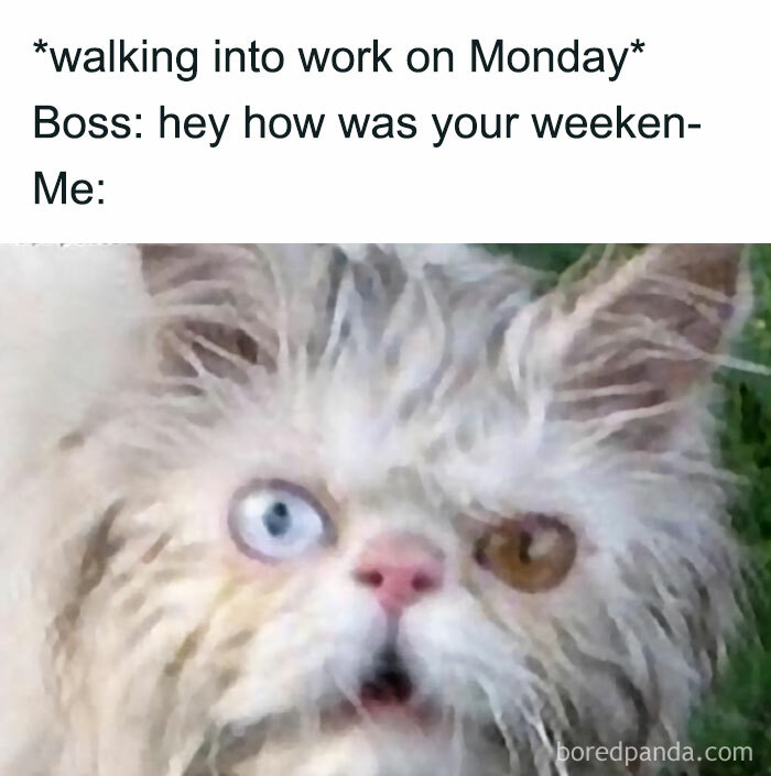 Confused cat meme about work and adult life, displaying a humorous reaction to being asked about a weekend.