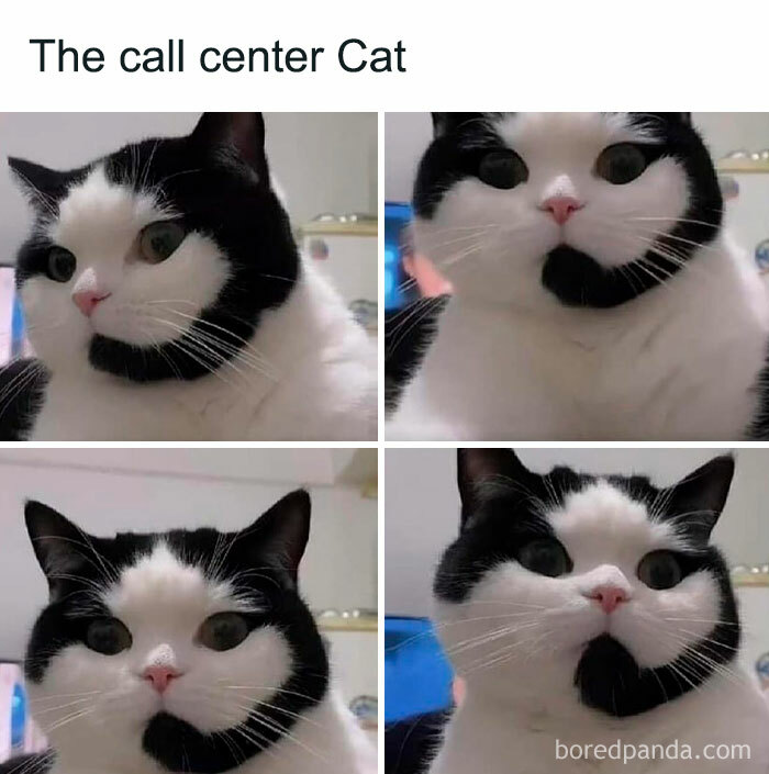 Call center cat meme, showcasing funny work and adult life humor in four different expressions.