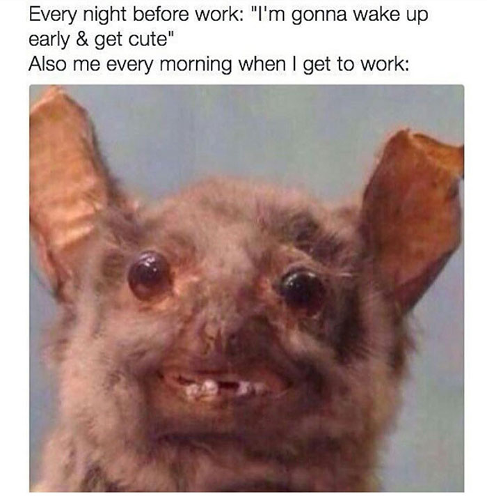 Adorable yet scruffy animal expressing humor about adult life and work struggles.