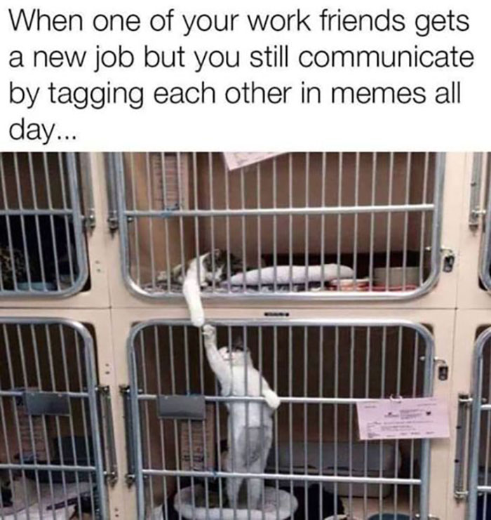 Cat in a cage reaching out, humorously illustrating work and adult life with memes.