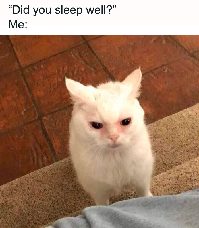 Grumpy white cat meme, perfect for easing Monday blues with humor.