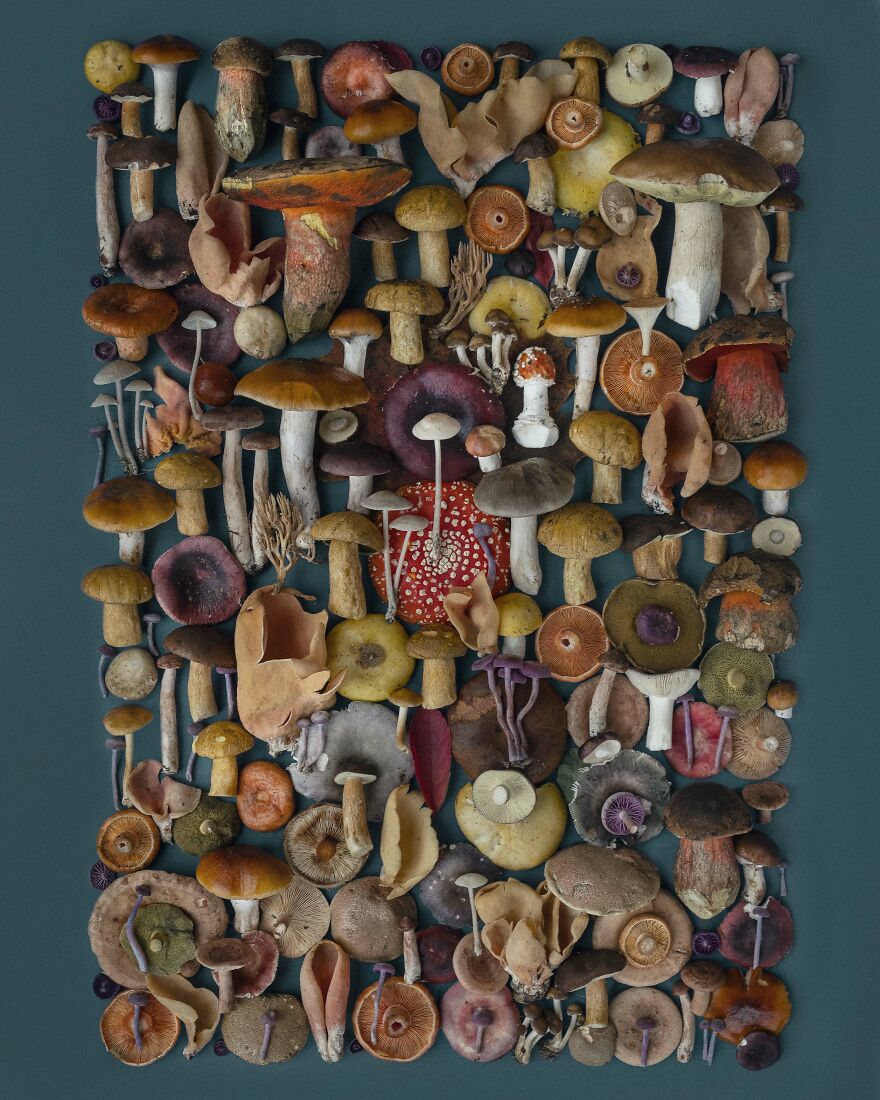 Celebrating Nature's Masterpiece: Stunning Mushroom Flatlays Curated Straight From The Woods By Moritz Schmid