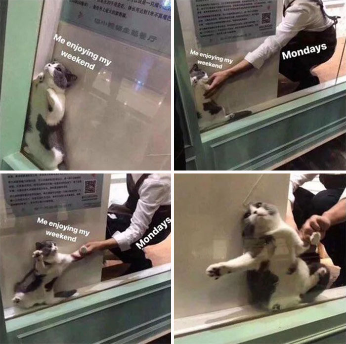 Cat meme showing weekend relaxation disrupted by Mondays.