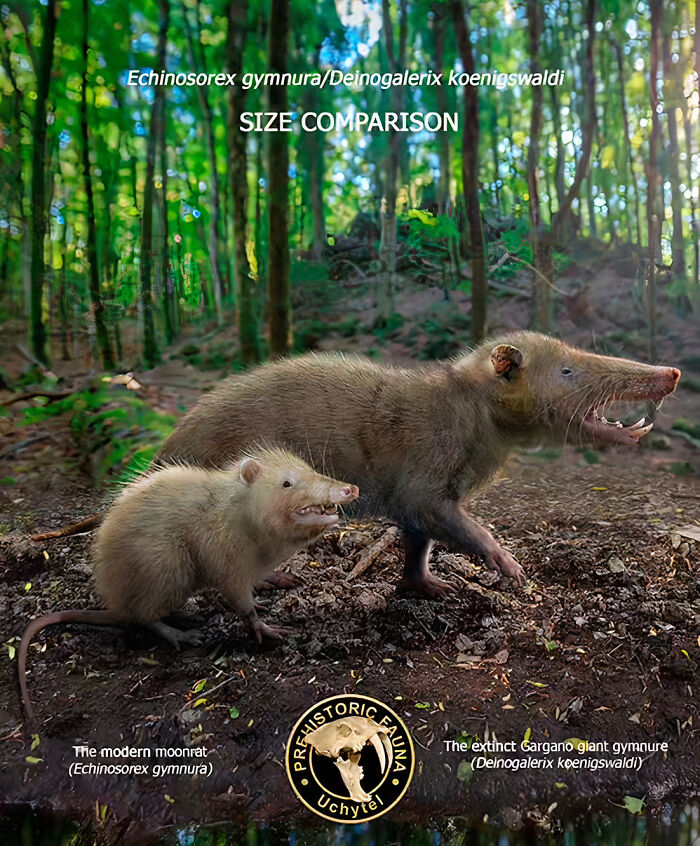 Extinct species size comparison of the Gargano giant gymnure and modern moonrat in a forest setting.
