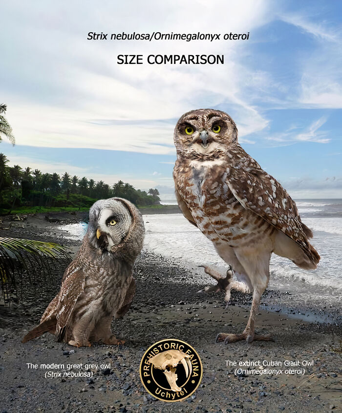 Size comparison of the extinct Cuban Giant Owl and the modern Great Grey Owl on a beach setting.