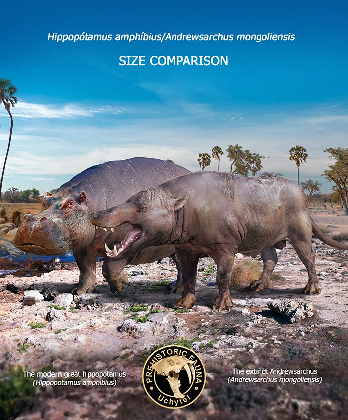 Size comparison of extinct Andrewsarchus mongoliensis and modern Hippopotamus amphibius in natural habitat.