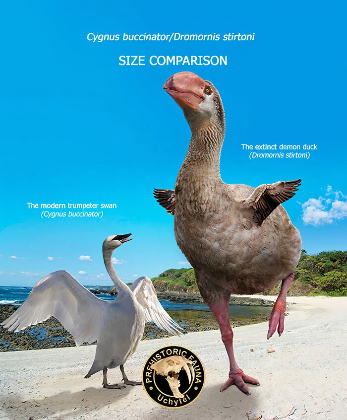 Size comparison of the extinct demon duck and modern trumpeter swan on a sandy beach with blue sky background