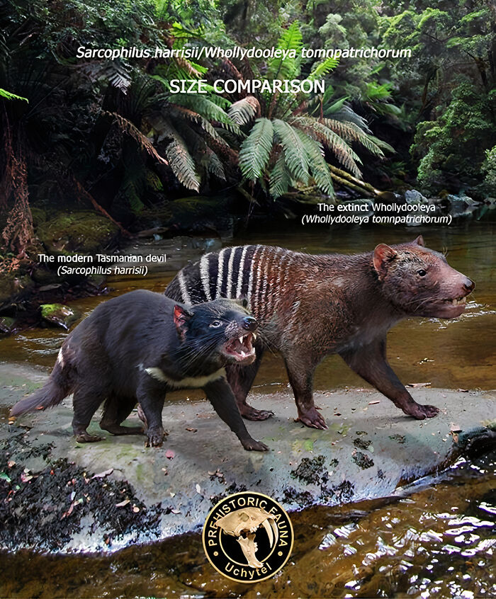 Size comparison of extinct Whollydooleya and modern Tasmanian devil in a natural forest setting by Roman Uchytel.