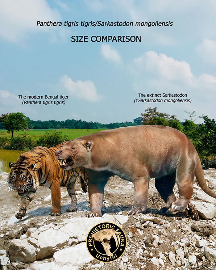 Size comparison of extinct Sarkastodon and modern Bengal tiger showcasing extinct species and modern relatives by Roman Uchytel.