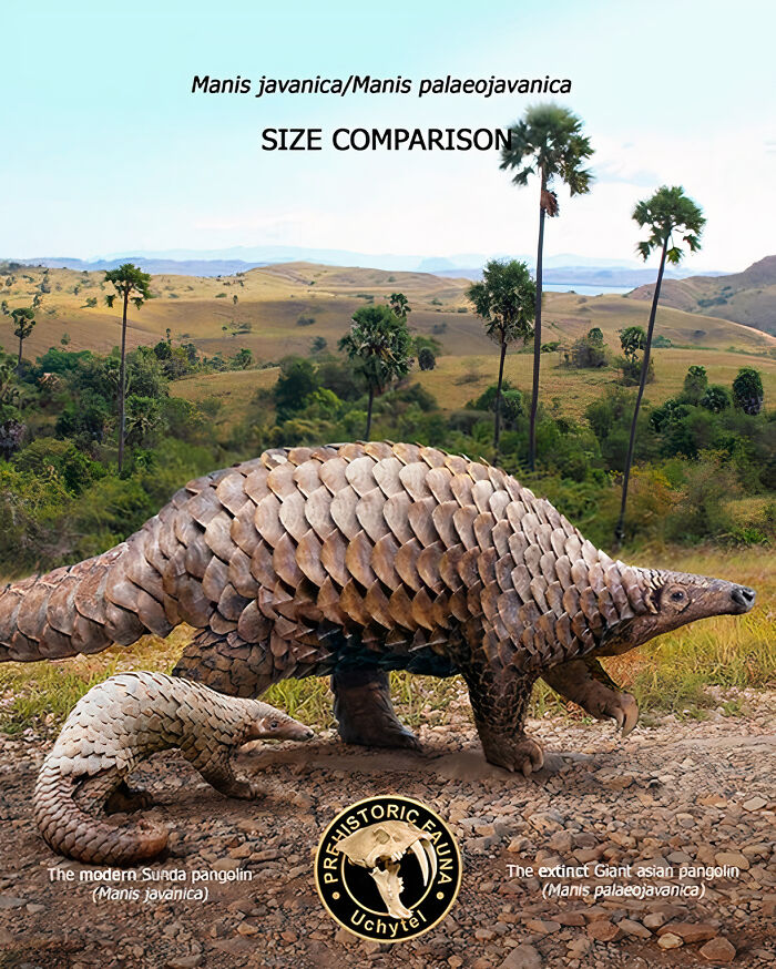Size comparison of extinct giant Asian pangolin and modern Sunda pangolin in natural habitat illustration.