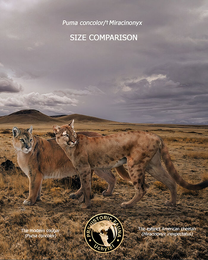 Size comparison of extinct American cheetah and modern cougar in a prehistoric landscape by Roman Uchytel.