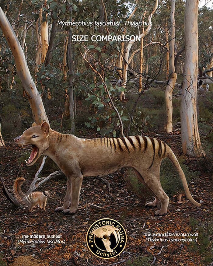 Size comparison of the extinct Tasmanian wolf and modern numbat in a forest setting with detailed fauna illustration.