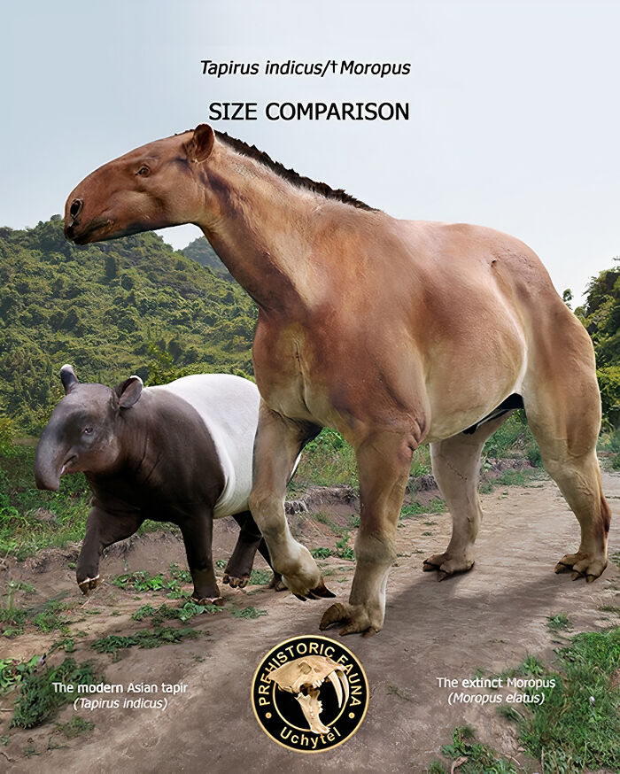 Size comparison of extinct Moropus and modern Asian tapir Tapirus indicus in natural landscape setting.